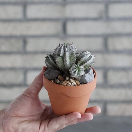 Euphorbia horrida × YAMABACHI (3号)  no.906/41