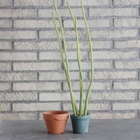 Euphorbia weberbaueri(2.5号) ＋YAMABACHI  no.830/3