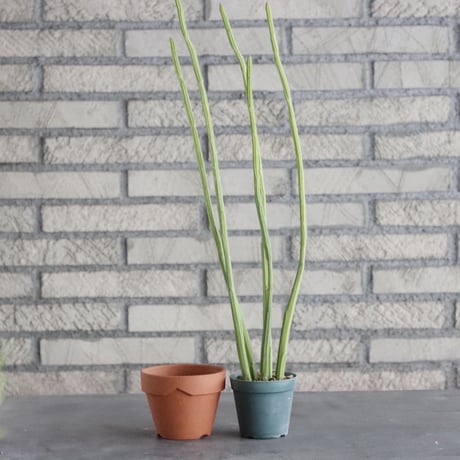 Euphorbia weberbaueri(2.5号) ＋YAMABACHI  no.830/3