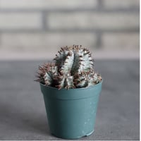 Euphorbia horrida (2.5号)  no.719/168