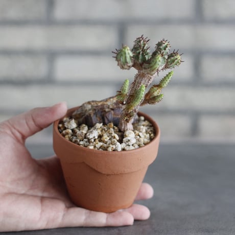 Euphorbia submammillaris × YAMABACHI (3号)  no.913/89