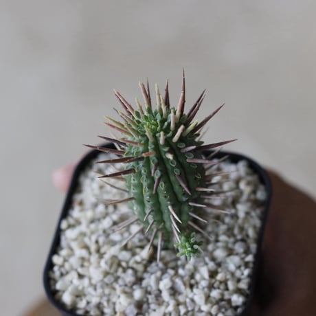 【tres】Euphorbia × inconstantia (3号)  no.816/1