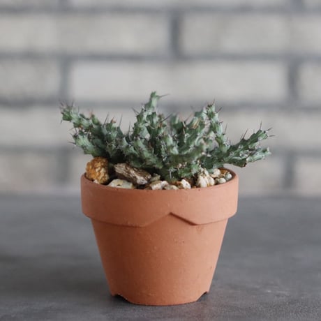 Euphorbia actinoclada × YAMABACHI (3号)  no.927/71