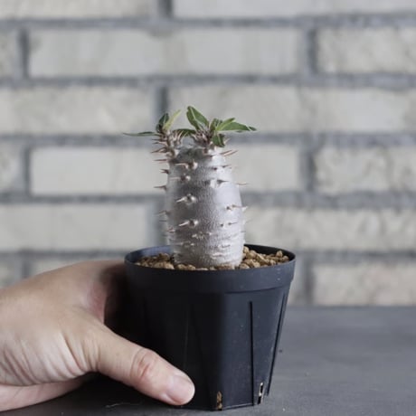 Pachypodium cactipes (3号鉢)  no.705/119