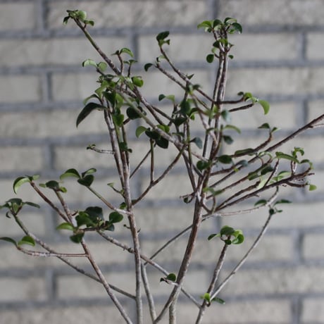 Euphorbia geroldii (花キリン) × N/OH (3.5号)  no.920/3