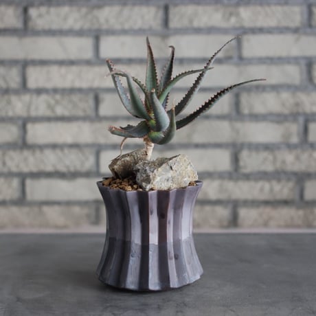 Aloe sp × soso (4号鉢)  no.719/41
