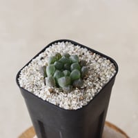 【tres】Haworthia cooperi var. dielsiana (3号)  no.816/6
