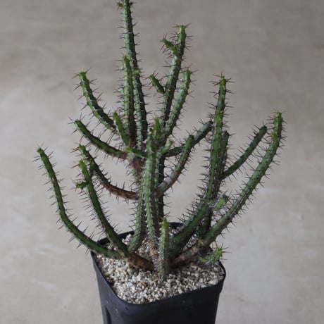 【tres】Euphorbia rubromarginata (4号)  no.816/43