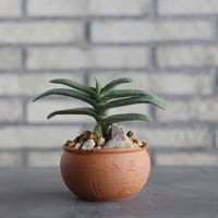 N/OH-TERRACOTTA MIX ×Gasteria rawlinsonii (3.5号)  no.730/10