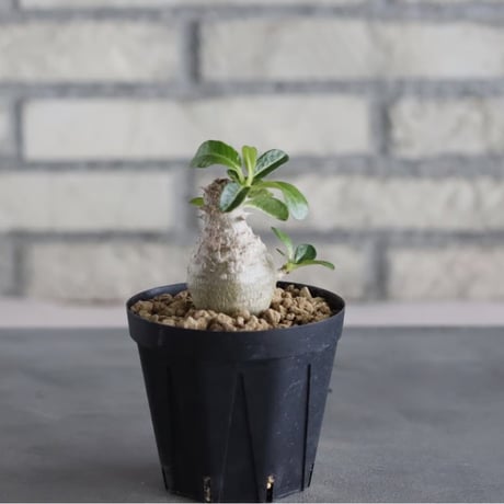 Pachypodium windsorii (3号鉢)  no.705/109