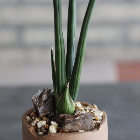 Sansevieria erythraea × N/OH (3号)  no.920/14