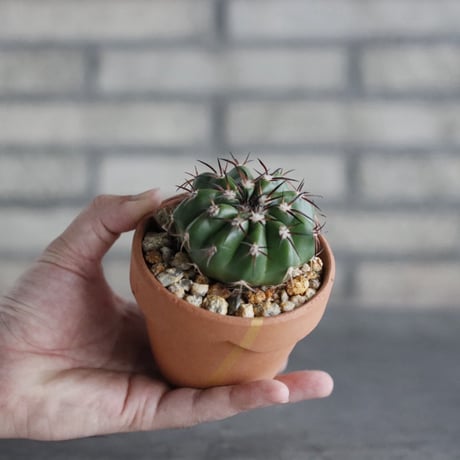 Discocactus gigantea × YAMABACHI var. N/OH (3号)  no.906/60