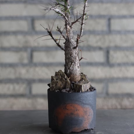 Fouquieria purpusii × N/OH (3.5号)  no.920/6