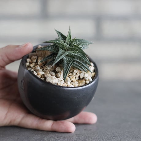 Aloe descoingsii × N/OH (3号)  no.920/23