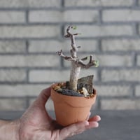 Bursera hindsiana × YAMABACHI (3号)  no.906/31