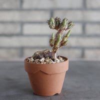 Euphorbia submammillaris × YAMABACHI (3号)  no.913/89