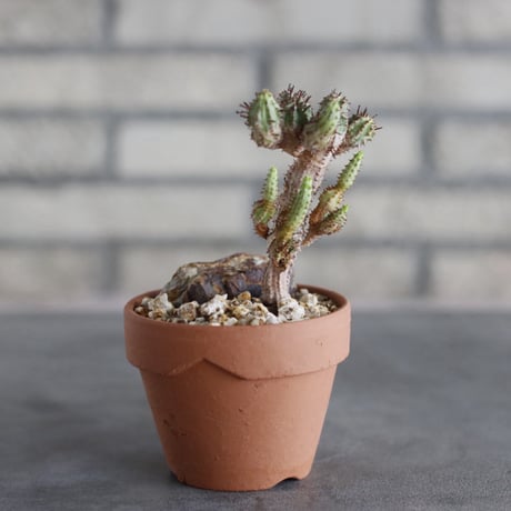 Euphorbia submammillaris × YAMABACHI (3号)  no.913/89