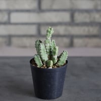 Euphorbia makallensis (3号)  no.719/158