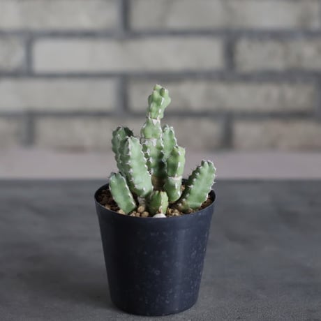 Euphorbia makallensis (3号)  no.719/158