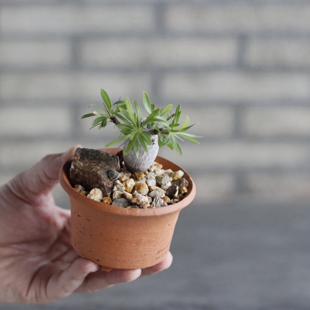 Fouquieria purpusii × N/OH (3号) no.1004/107 |