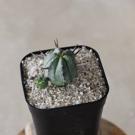 【tres】Euphorbia pillansii (3号)  no.816/24