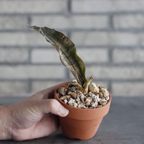 Sansevieria Kirkii var. pulchra × YAMABACHI (3号)  no.906/40