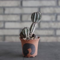 Euphorbia polygona (白衣ポリゴナ) × N/OH (2.5号)  no.920/20