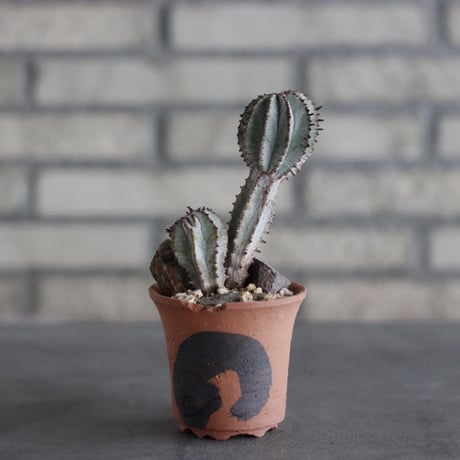 Euphorbia polygona (白衣ポリゴナ) × N/OH (2.5号)  no.920/20