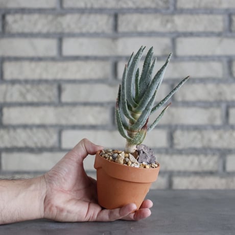 Aloe dichotoma × YAMABACHI (3号)  no.913/64