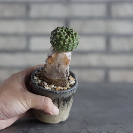 【芽の巣山】Euphorbia gymnocalycioides × 安西岳郎 / 中川智治 (2.5号)  no.823/23