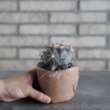 Echinocactus horizonthalonius (翠平丸) × Mie Maeda (3号鉢)  no.712/12