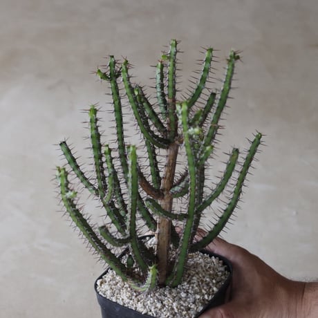 【tres】Euphorbia rubromarginata (4号)  no.816/43