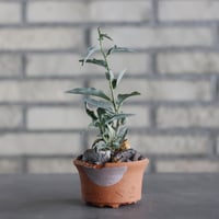 N/OH-TERRACOTTA MIX × Adenia repanda (3号)  no.730/9