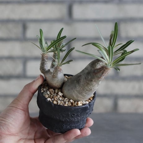 【The One】Pachypodium gracilius × 中川智治 / ASHFIELD LABORATORY (3号)  no.823/12