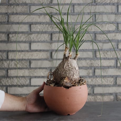 Beaucarnea recurvata × N/OH(6号)  no.906/0