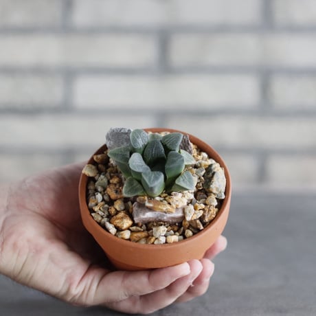 Haworthia bayeri × YAMABACHI (3号)  no.913/83