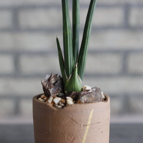 Sansevieria erythraea × N/OH (3号)  no.920/14