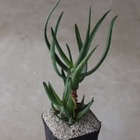 【tres】Aloe alfredii (4号)  no.816/41