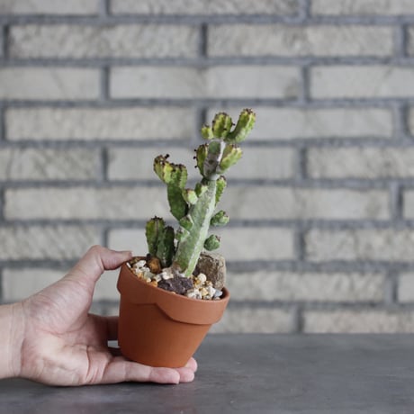 Euphorbia pseudocactus var. lyttoniana × YAMABACHI (3号)  no.913/66
