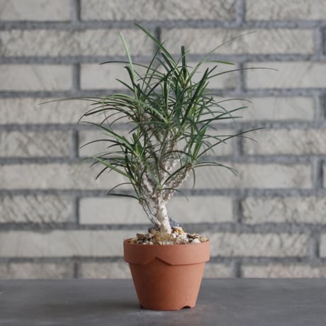 Euphorbia hybrid × YAMABACHI (3号)  no.906/22