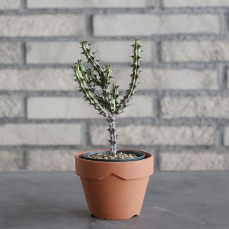 Euphorbia sp. nova Somalia Hordio (2.5号) ＋YAMABACHI  no.830/18