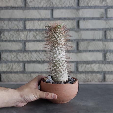 Pachypodium namaquanum × N/OH (4号)  no.712/8