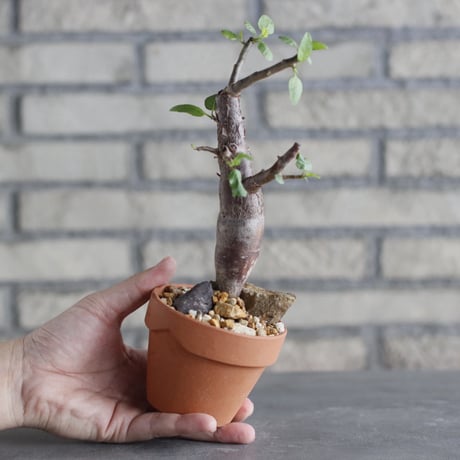 Bursera schlechtendalii × YAMABACHI (3号)  no.1004/119