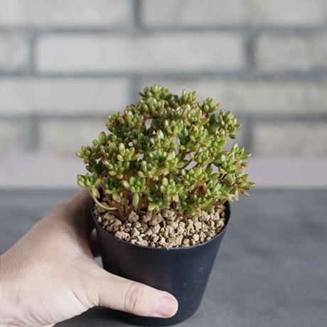 Aeonium sedifolium / 小人の祭 (3号鉢) no.719/165