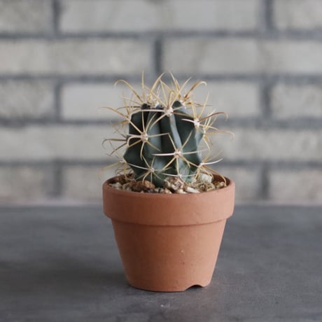 Ferocactus chrysacahthus (金冠竜) × YAMABACHI var. N/OH (3号)  no.906/47