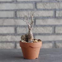 Pachycormus discolor (象の木) × YAMABACHI(3号)  no.1004/118