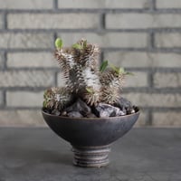 Pachypodium 恵比寿大黒×makayense × takero pot (5.5号)   no.719/42
