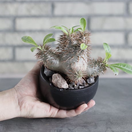 Pachypodium 恵比寿大黒×makayense × N/OH (3.5号)   no.712/17