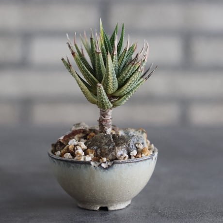 【芽の巣山】Haworthia (鼓笛錦) × 安西岳郎 / 中川智治 (2.5号)  no.823/43