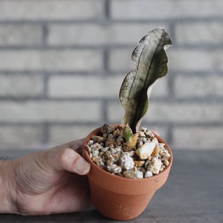 Sansevieria Kirkii var. pulchra × YAMABACHI (3号)  no.906/40